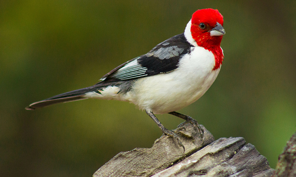 tava 400 aves ilegalmente. O galo-de-campina chama a atenção pela sua cabeça ver