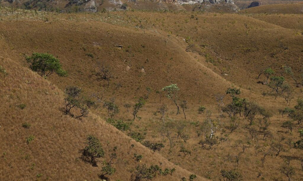 causa da expansão agropecuária, da urbanização ou da abertura de estradas, por e
