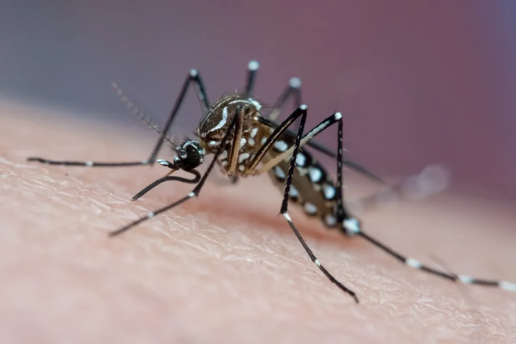 Mosquito vetor de doenças tropicais que pica a pele humana e suga sangue, conhecido transmissor de chikungunya, dengue e febre amarela - Vacina da dengue do Butantan protege por 5