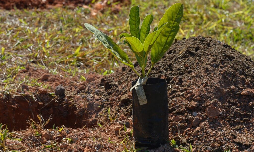 Em homenagem ao Dia Nacional do Cerrado, o WWF-Brasil promove um ato simbólico pela conservação do segundo maior bioma brasileiro