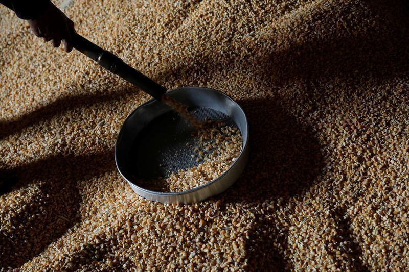 Colheita de milho em Mato Grosso avança para 78,92% da área cultivada