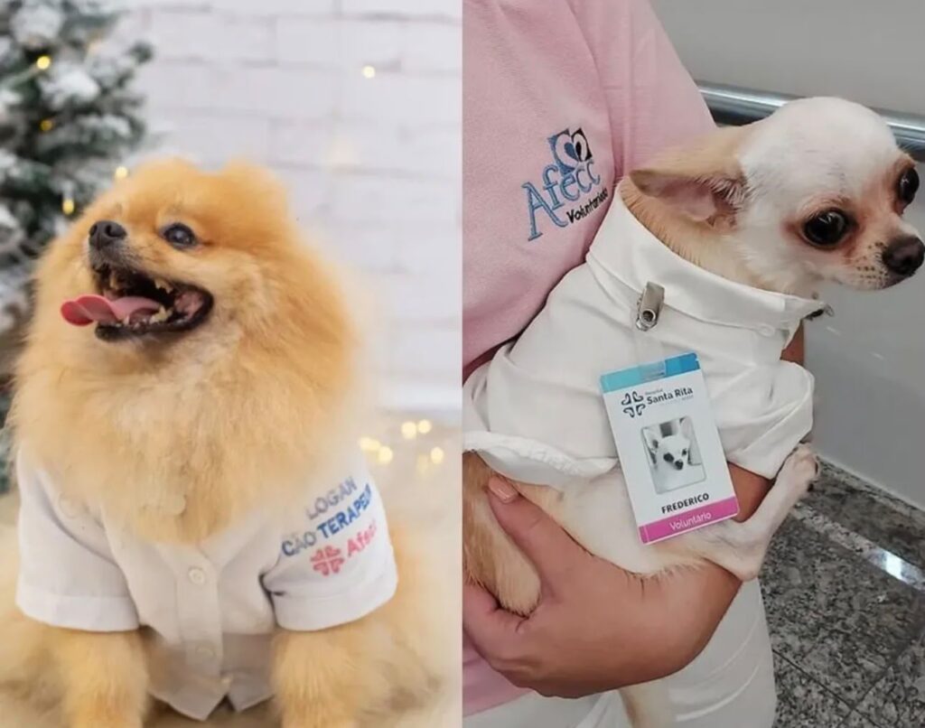 Assembleia Legislativa aprova lei que permite visita de pets a pacientes no Espírito Santo