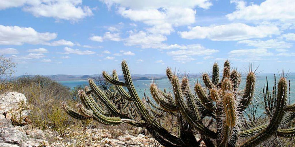 Consórcio Nordeste busca financiamento na COP17 da ONU para enfrentar desertificação