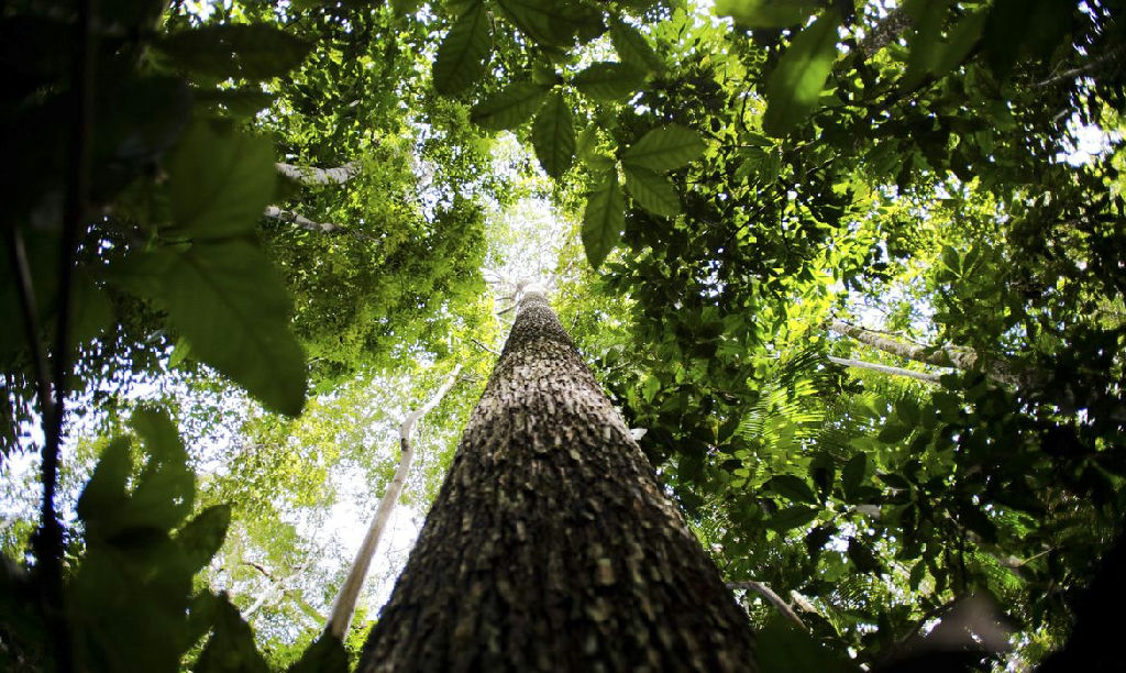 Estudo revela que a escassez de água é mais crítica para plantas do que o calor