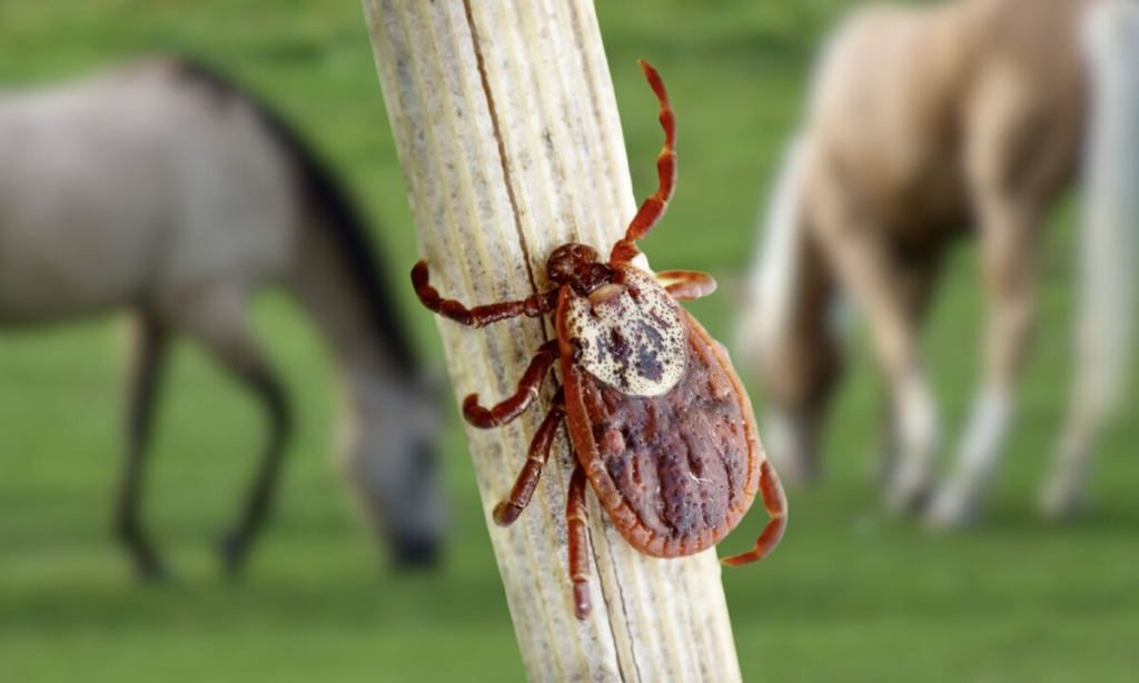 Febre maculosa causa morte em Boa Esperança e eleva total de óbitos no ES para 12 em 2026
