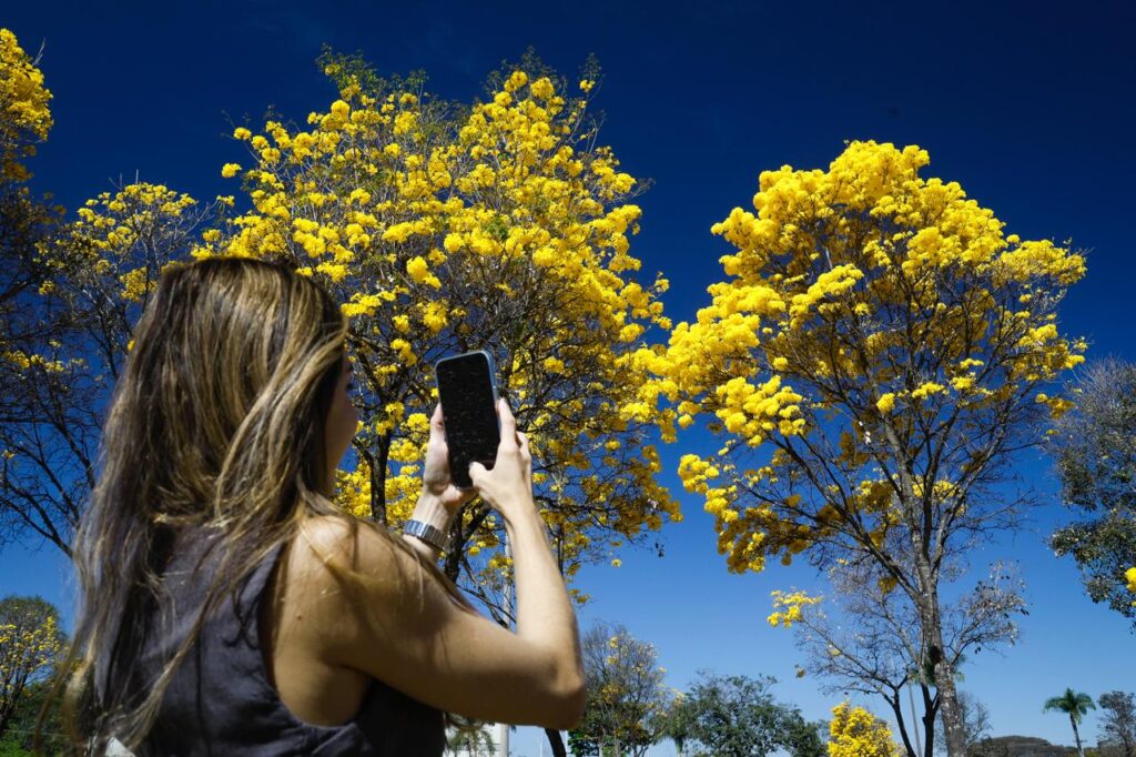 Ipês-amarelos e brancos em flor transformam Brasília em um espetáculo colorido