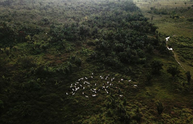 Novo guia visa combater pecuária ilegal em terras indígenas na Amazônia