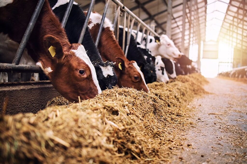 Novo programa amplia opções de alimentação animal para pequenos criadores