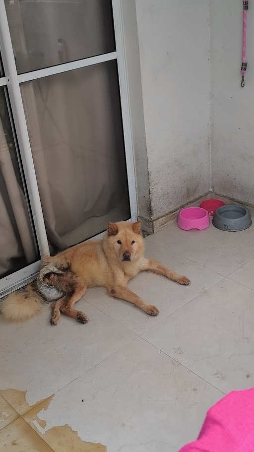 Chow-Chow resgatada na Serra durante operação contra maus-tratos