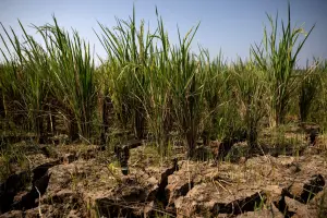 El Niño: o fenômeno que ameaça colheitas e economia global