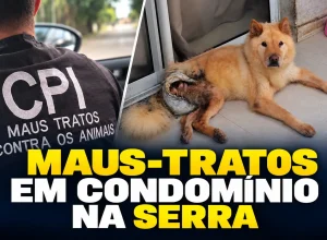 Chow-Chow resgatada na Serra