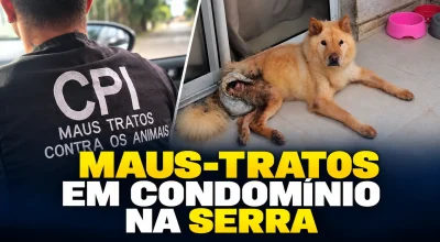 Chow-Chow resgatada na Serra