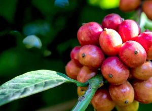 A trajetória do café conillon no Espírito Santo e seu impacto econômico