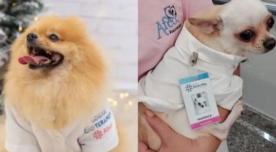 Assembleia Legislativa aprova lei que permite visita de pets a pacientes no Espírito Santo