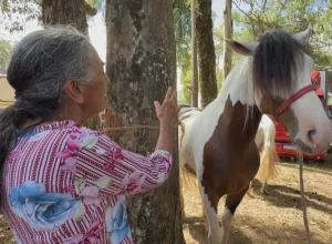Benzedores do Rio Grande do Sul: a modernização das bênçãos para animais
