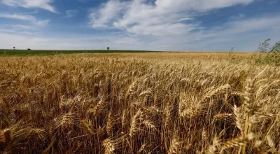 Canetas emagrecedoras impactam mercado alimentício, revela pesquisa