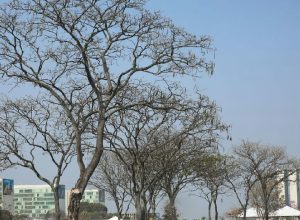 Cerrado e Distrito Federal enfrentam estiagem severa com aumento de incêndios