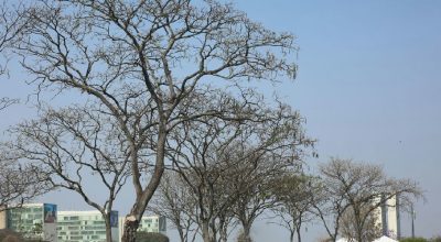 Cerrado e Distrito Federal enfrentam estiagem severa com aumento de incêndios