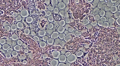 Composto experimental que queima gordura sem reduzir apetite é testado em ratos