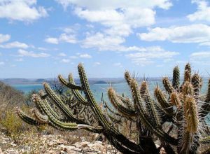 Consórcio Nordeste busca financiamento na COP17 da ONU para enfrentar desertificação