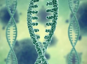 Descoberta de variante genética rara revela ligação com metabolismo saudável e redução de gordura