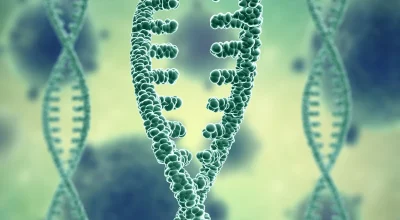 Descoberta de variante genética rara revela ligação com metabolismo saudável e redução de gordura