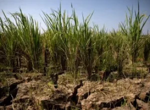El Niño: o fenômeno que ameaça colheitas e economia global