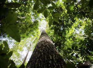 Estudo revela que a escassez de água é mais crítica para plantas do que o calor