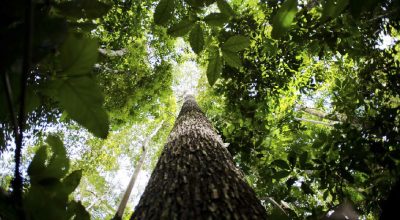 Estudo revela que a escassez de água é mais crítica para plantas do que o calor