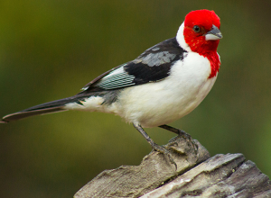 tava 400 aves ilegalmente. O galo-de-campina chama a atenção pela sua cabeça ver