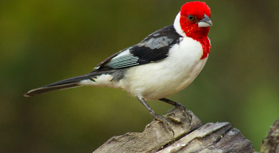 tava 400 aves ilegalmente. O galo-de-campina chama a atenção pela sua cabeça ver