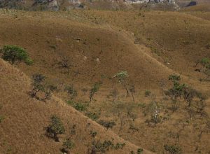 causa da expansão agropecuária, da urbanização ou da abertura de estradas, por e