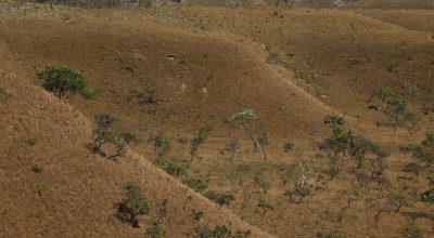 causa da expansão agropecuária, da urbanização ou da abertura de estradas, por e