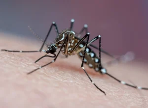 Mosquito vetor de doenças tropicais que pica a pele humana e suga sangue, conhecido transmissor de chikungunya, dengue e febre amarela - Vacina da dengue do Butantan protege por 5
