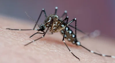 Mosquito vetor de doenças tropicais que pica a pele humana e suga sangue, conhecido transmissor de chikungunya, dengue e febre amarela - Vacina da dengue do Butantan protege por 5