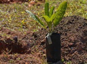 Em homenagem ao Dia Nacional do Cerrado, o WWF-Brasil promove um ato simbólico pela conservação do segundo maior bioma brasileiro