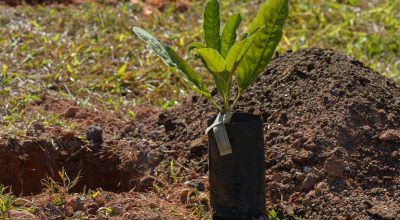 Em homenagem ao Dia Nacional do Cerrado, o WWF-Brasil promove um ato simbólico pela conservação do segundo maior bioma brasileiro