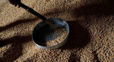 Colheita de milho em Mato Grosso avança para 78,92% da área cultivada