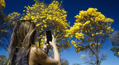 Ipês-amarelos e brancos em flor transformam Brasília em um espetáculo colorido