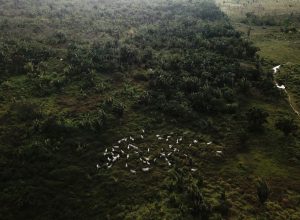 Novo guia visa combater pecuária ilegal em terras indígenas na Amazônia