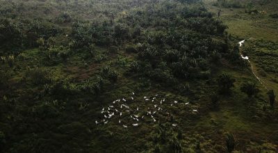 Novo guia visa combater pecuária ilegal em terras indígenas na Amazônia