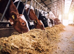 Novo programa amplia opções de alimentação animal para pequenos criadores