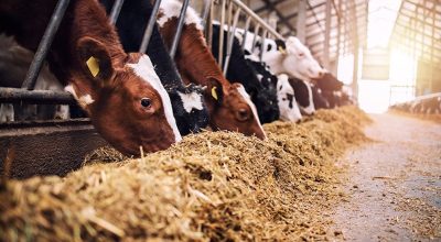 Novo programa amplia opções de alimentação animal para pequenos criadores